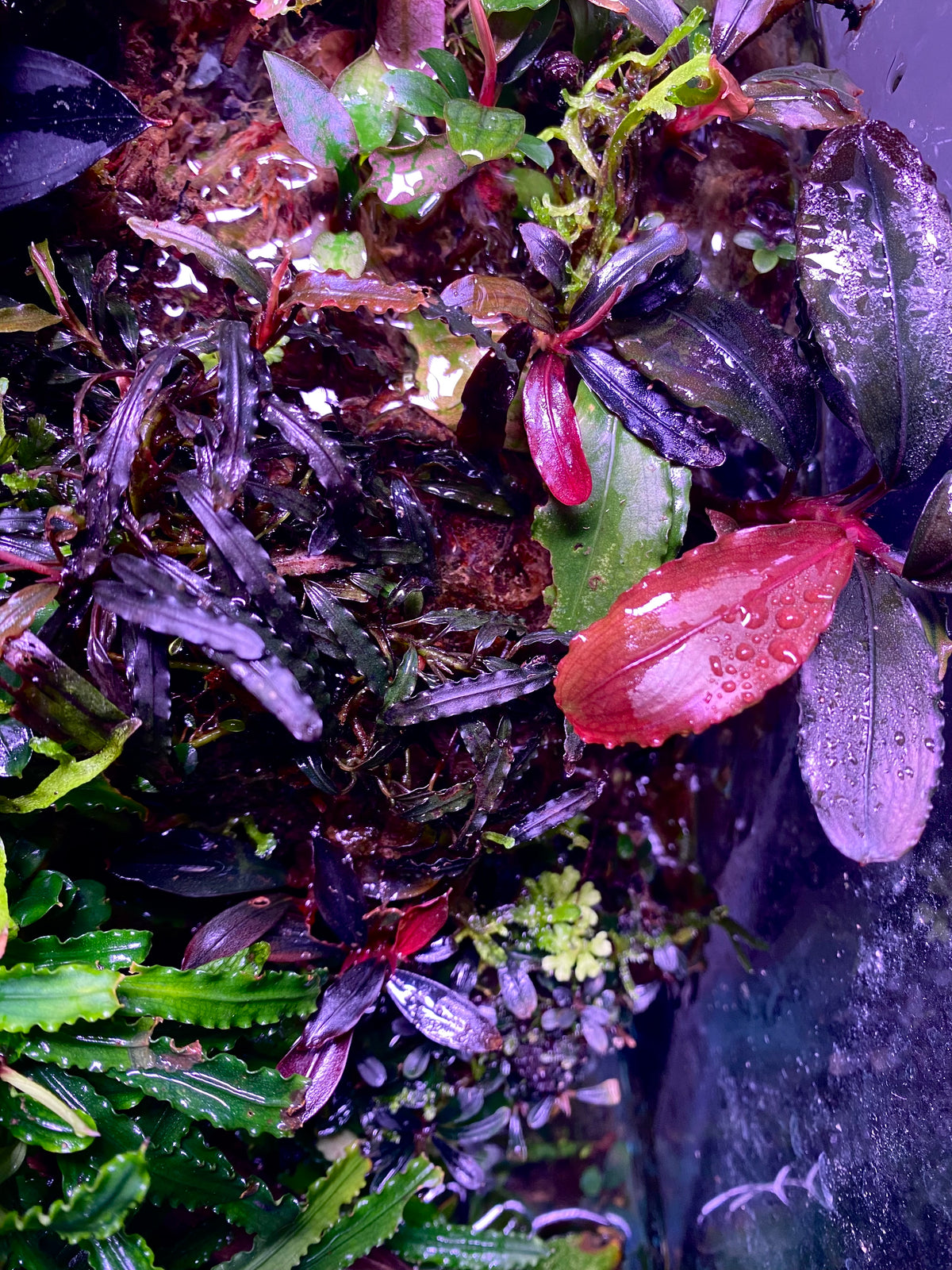 BUCEPHALANDRA for ヒューメリック BUCEPHALANDRA for ヒューメリック