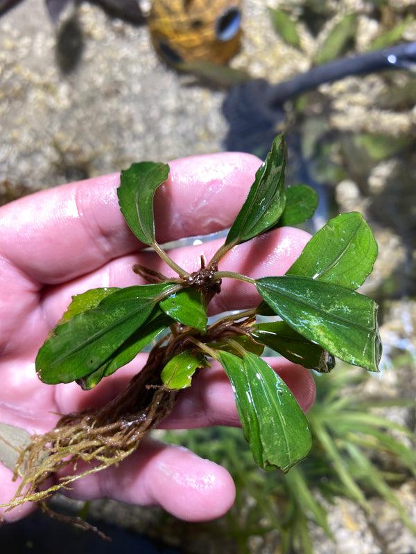 Bucephalandra Red Under