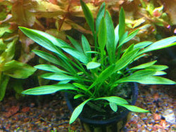 Cryptocoryne Parva pots