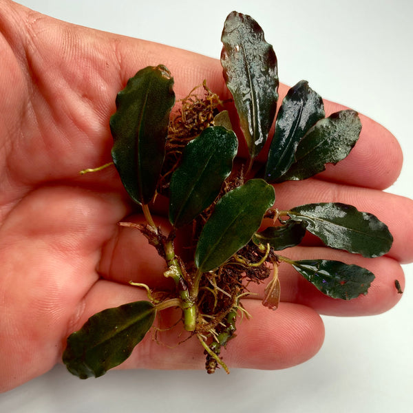 水草 Bucephalandra sp.\