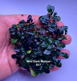Mini Dark Malawi