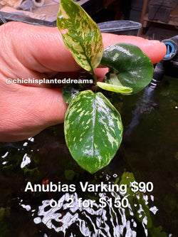 Anubias var king or varking