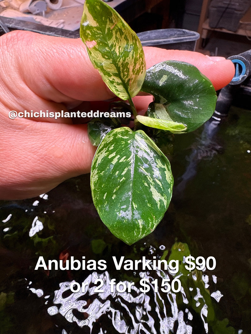 Anubias var king or varking