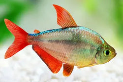 Colombia Tetra