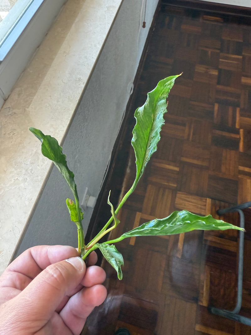 Anubias Supernova