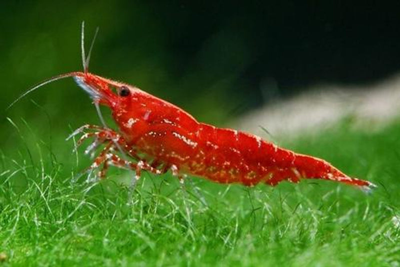 Red Neocardina