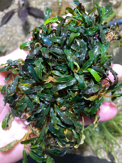 Bucephalandra fino black