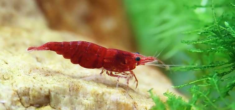 Red Neocardina