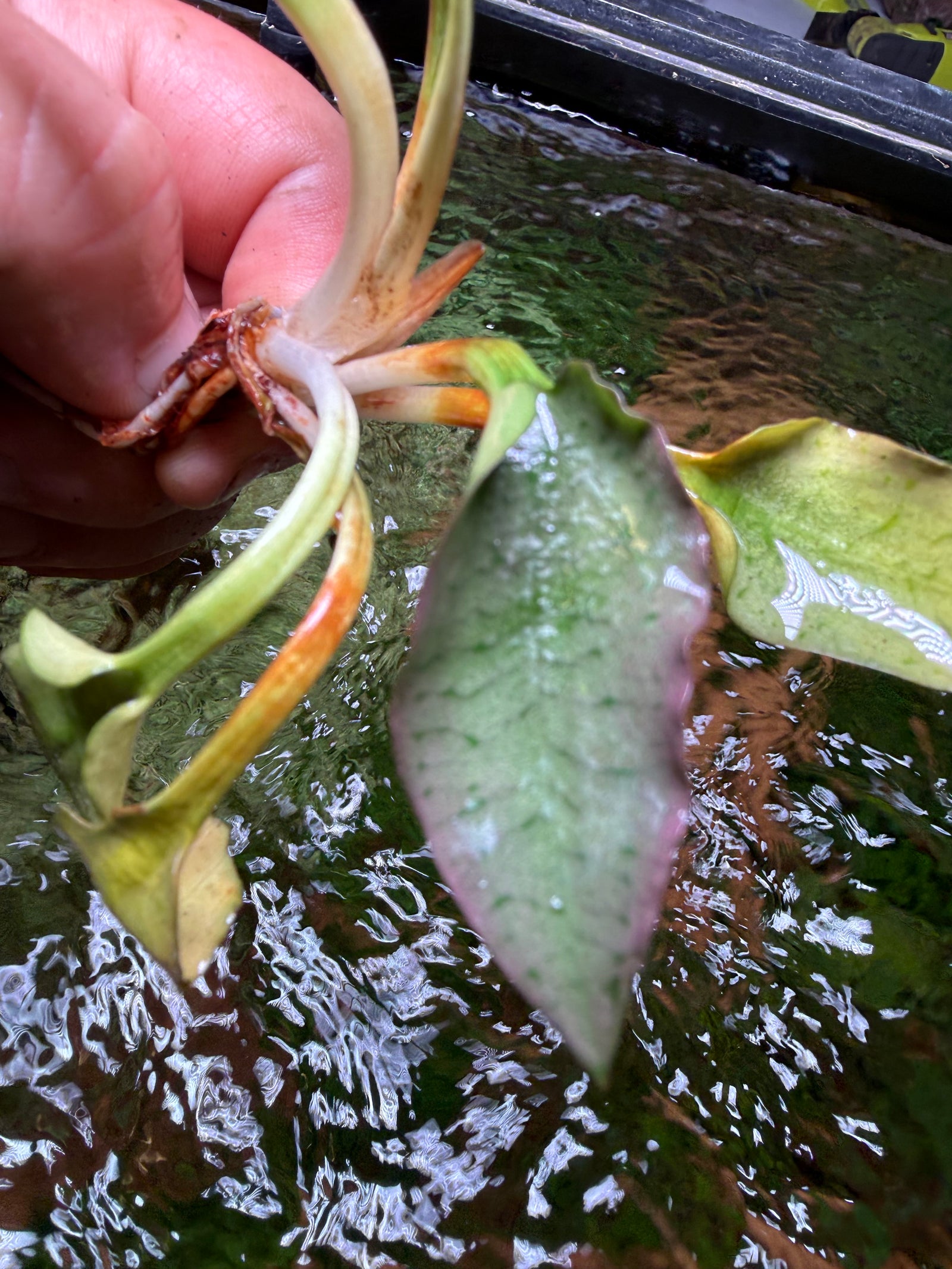 Cryptocoryne Silver Queen – Chichi's Planted Dreams
