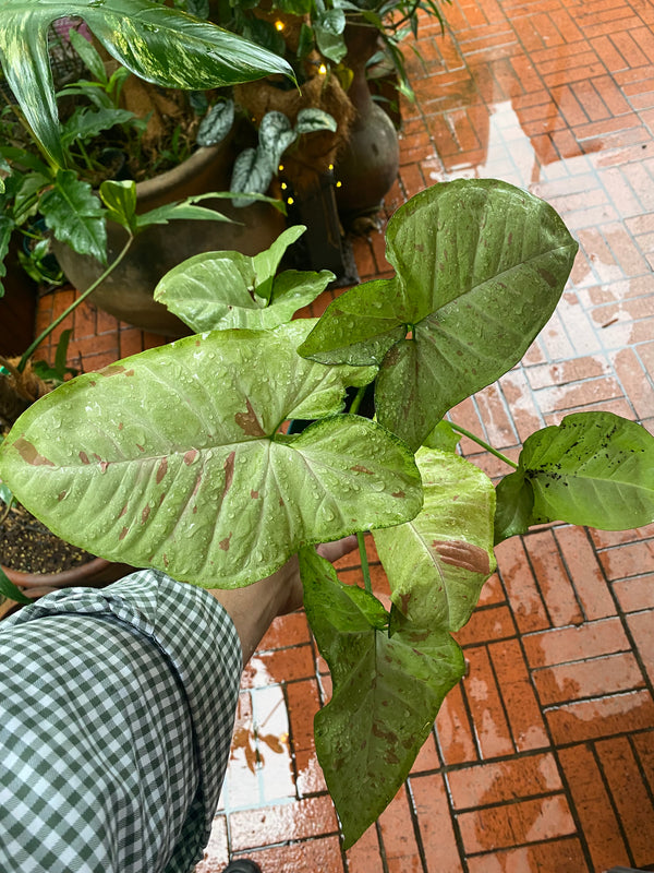 Syngonium Tricolor Confetti