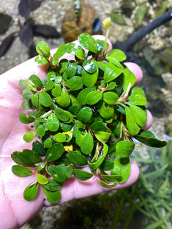 Bucephalandra mini red cherry