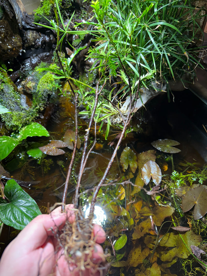 Phyllanthus Balgooyi