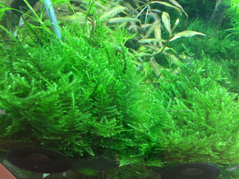 TAIWAN MOSS PORTION