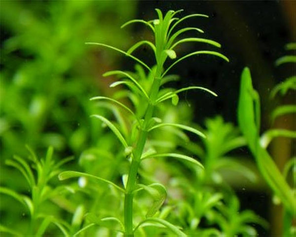 Rotala Nanjenshan