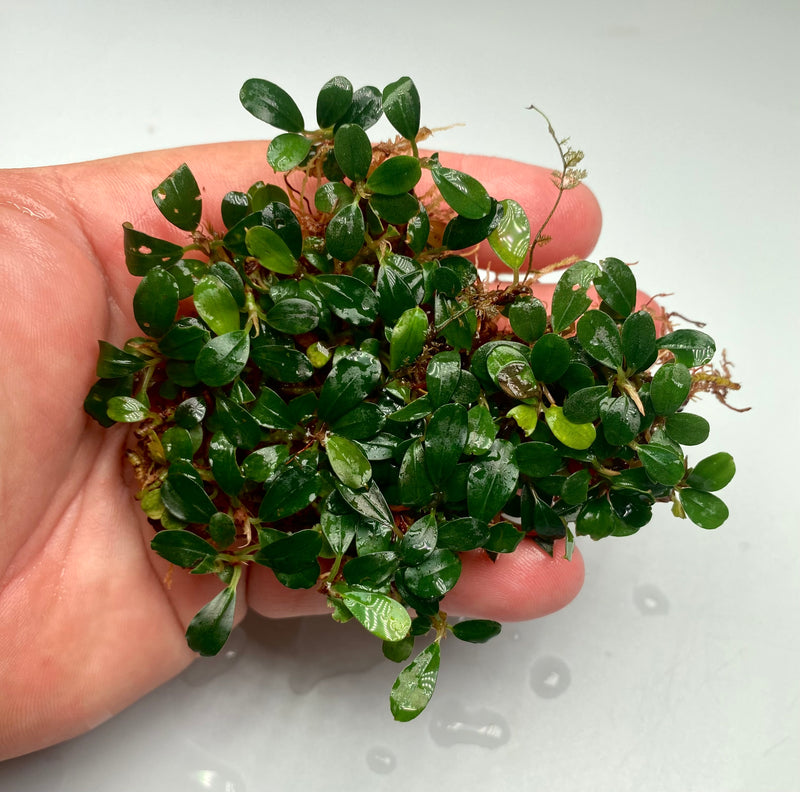 Bucephalandra Mini Coin