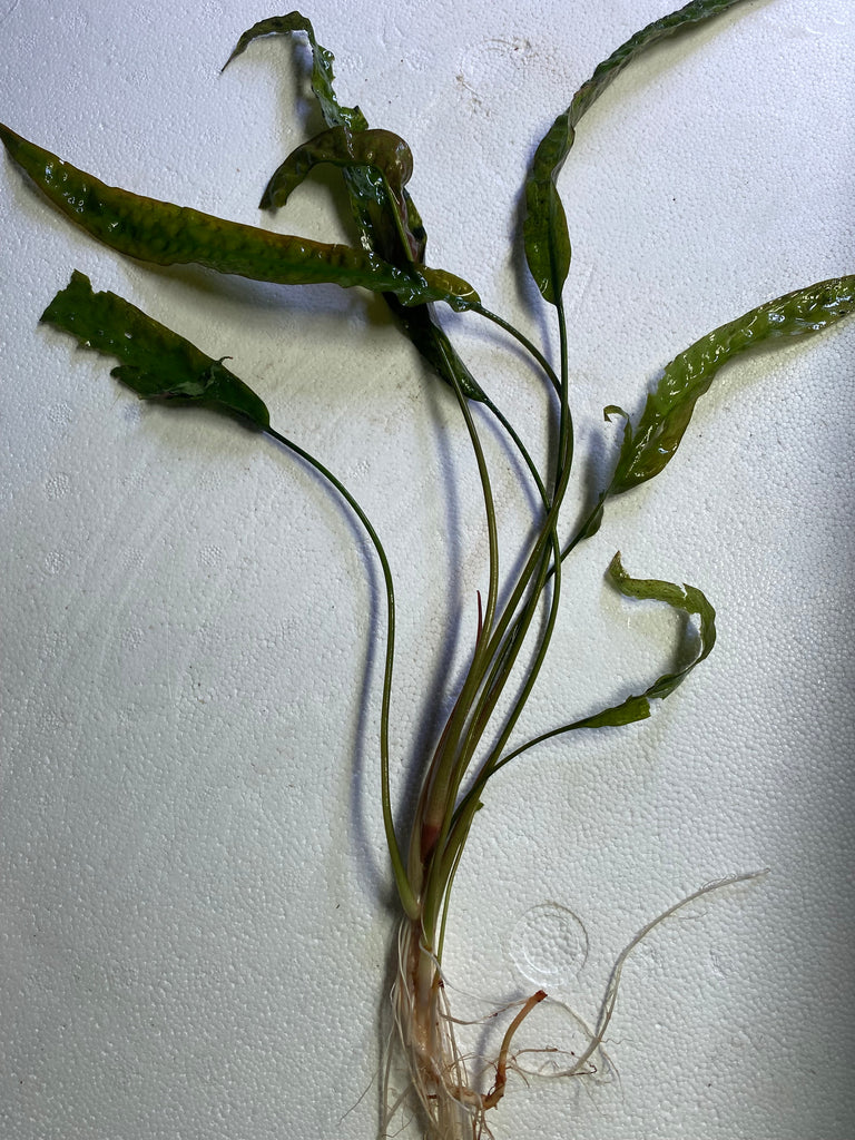 Cryptocoryne Usteriana – Chichi's Planted Dreams