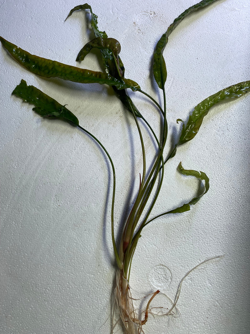 Cryptocoryne Usteriana