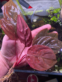 Homalomena Humilis Red