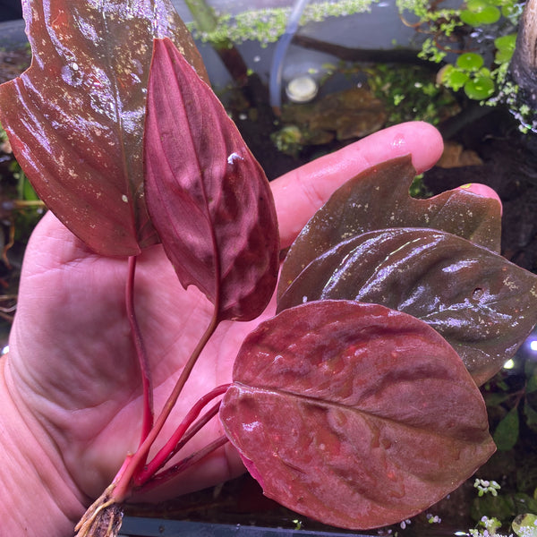 497C55E8-B758-4909-A53E-