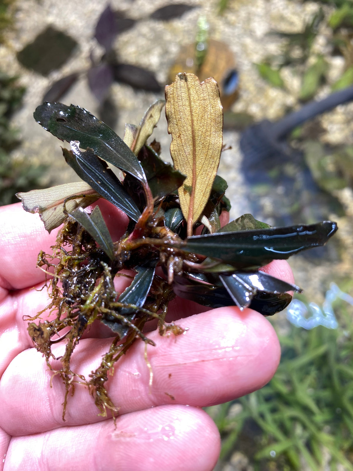 Bucephalandra Black Angel