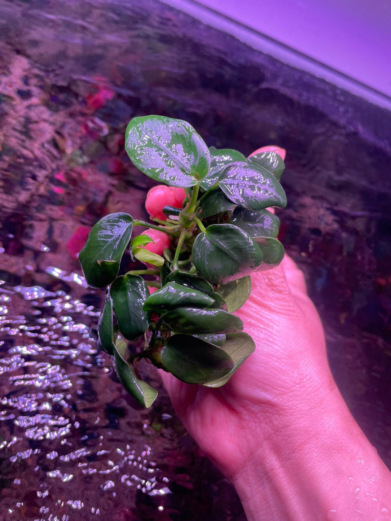 Anubias Nana Black