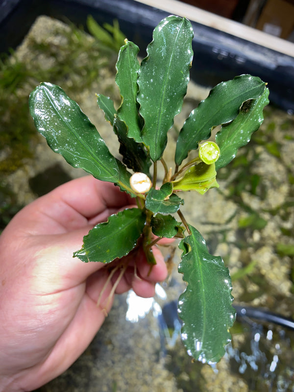 Bucephalandra Zeus