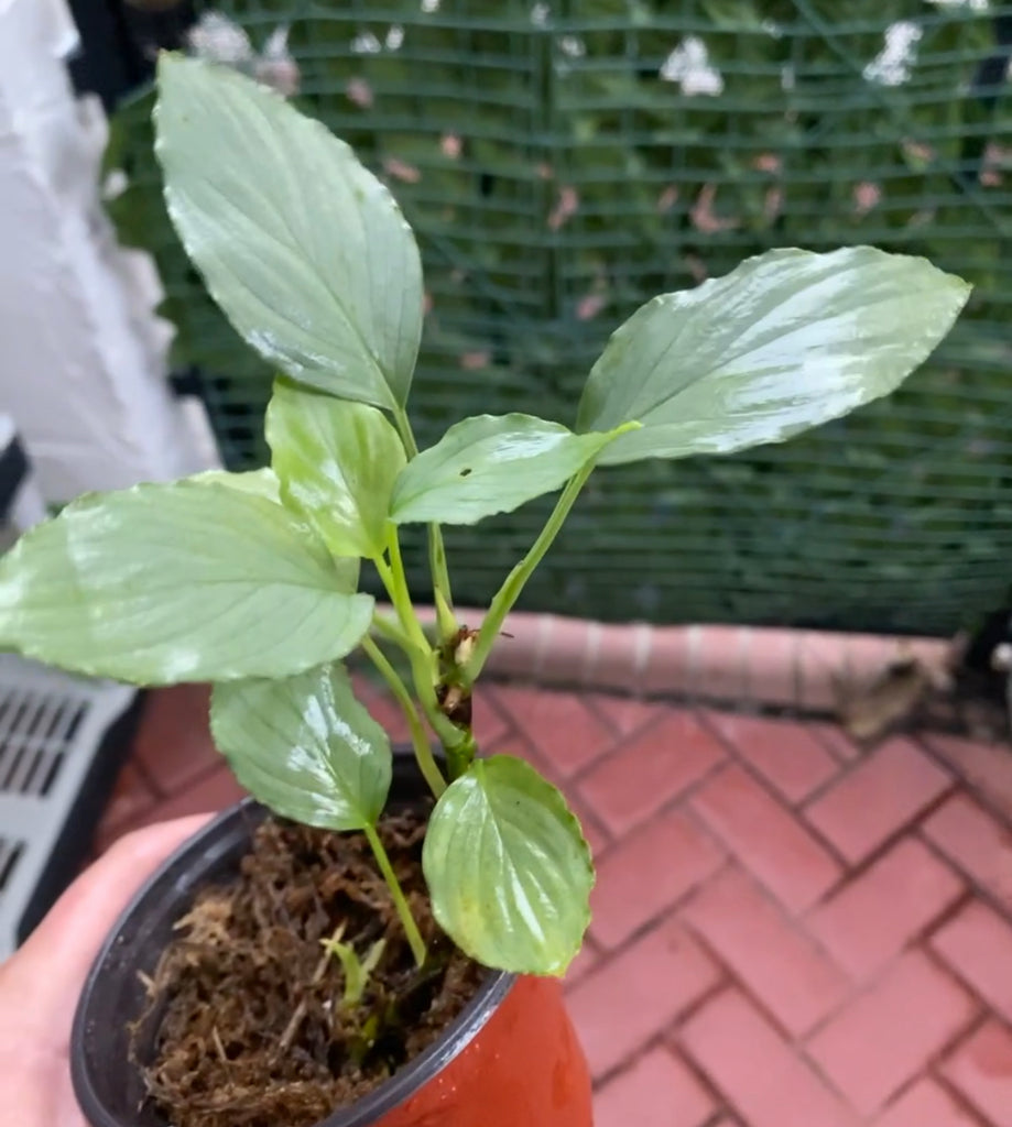 4E0A3C60-623D-447B-8D0F-