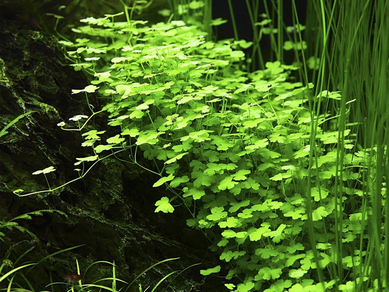 Hydrocotyle Tripartita “Japan”