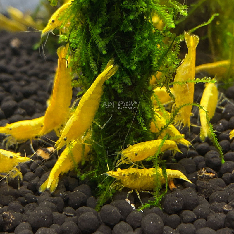 Yellow Neocardina