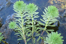 Myriophyllum Aquaticum AKA Parrot's Feather