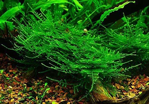 TAIWAN MOSS PORTION