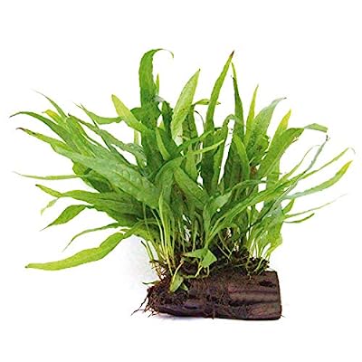 Java Fern Plant and Mats