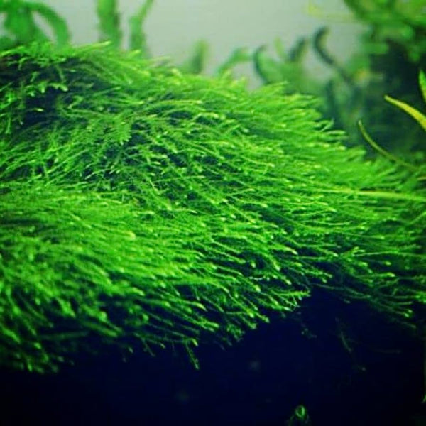 Java Moss Portion – Chichi's Planted Dreams