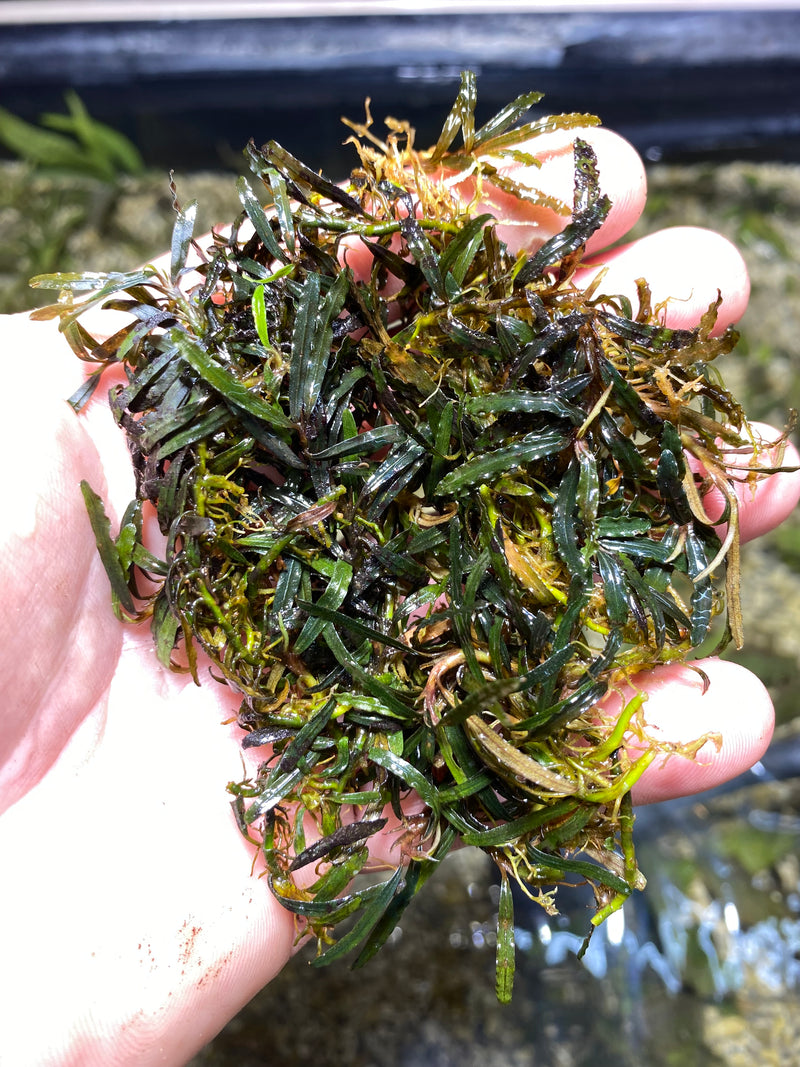 Bucephalandra super mini dark Catherine