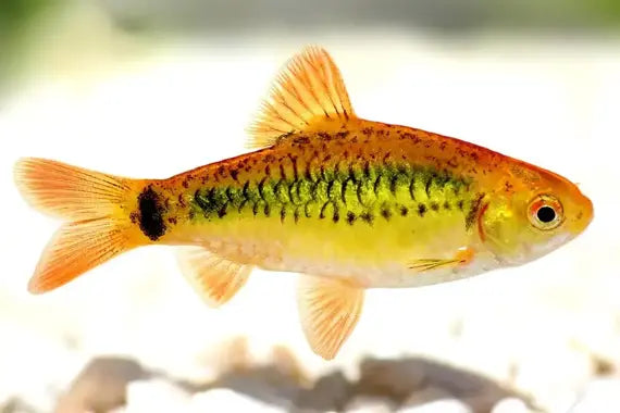 Gold Barb