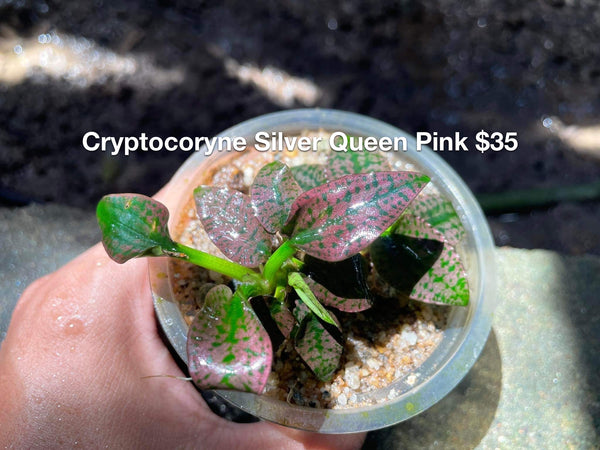 Cryptocoryne Silver Queen Pink