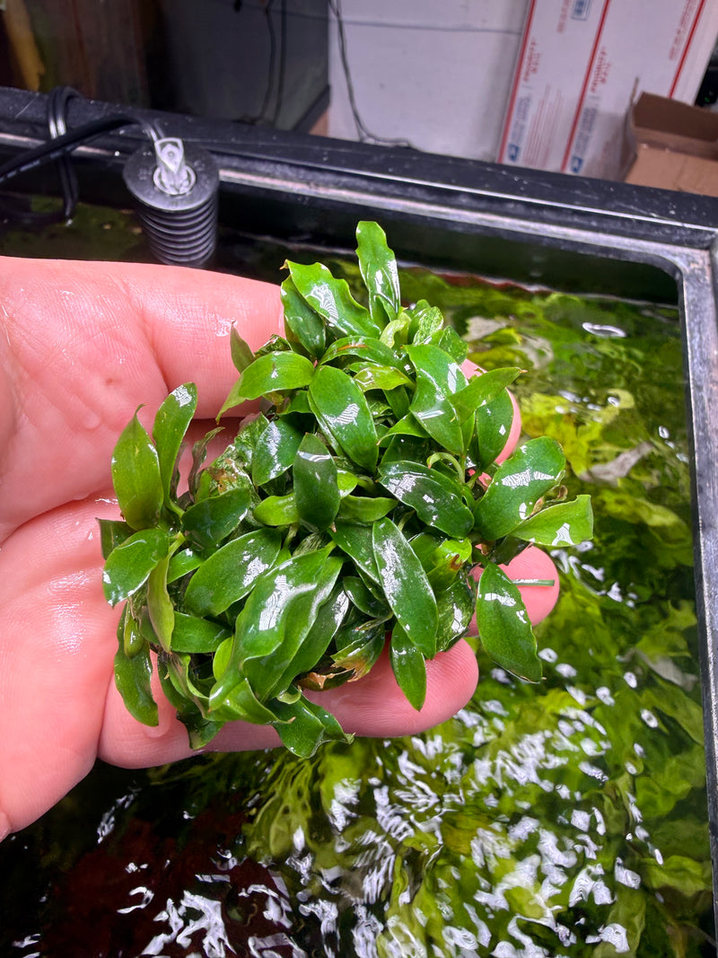 Anubias dragon claw mini – Chichi's Planted Dreams