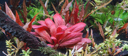 Samolus Red (2 stems)