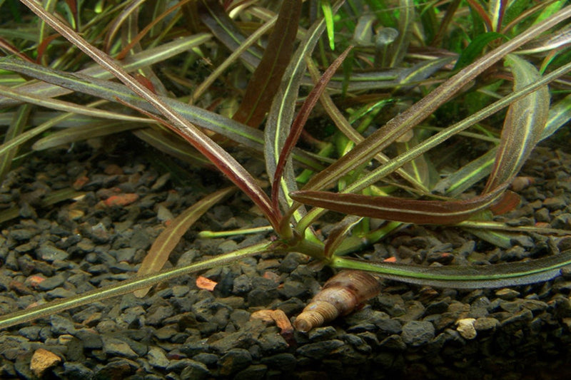 Hygrophila Araguaia Sp Chai