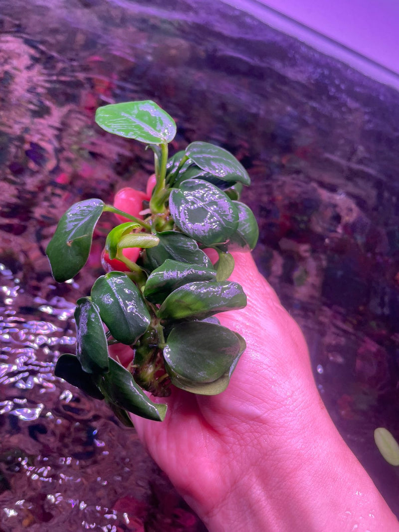 Anubias Nana Black