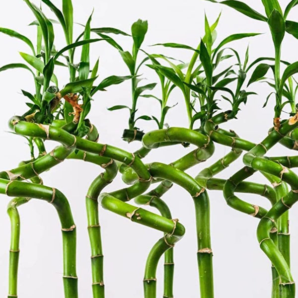 LUCKY BAMBOO, SPIRAL