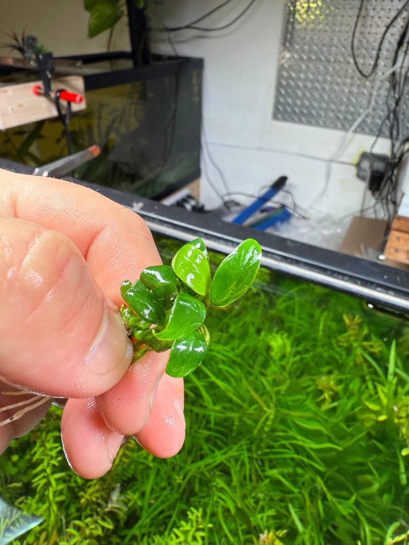 Anubias Chili 🌶️