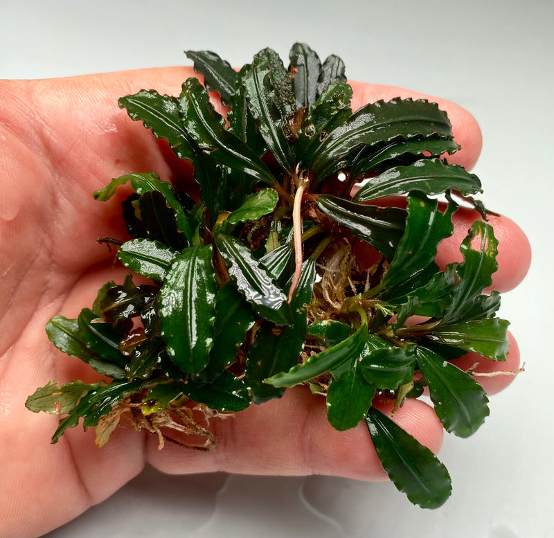 Bucephalandra Bone Velvet