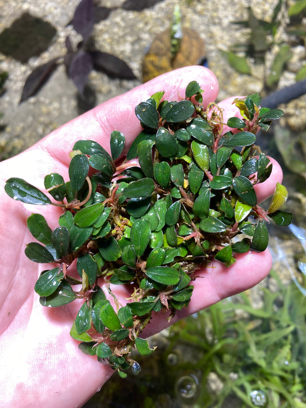 Bucephalandra brownie Jade