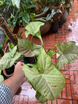 Syngonium Tricolor Confetti