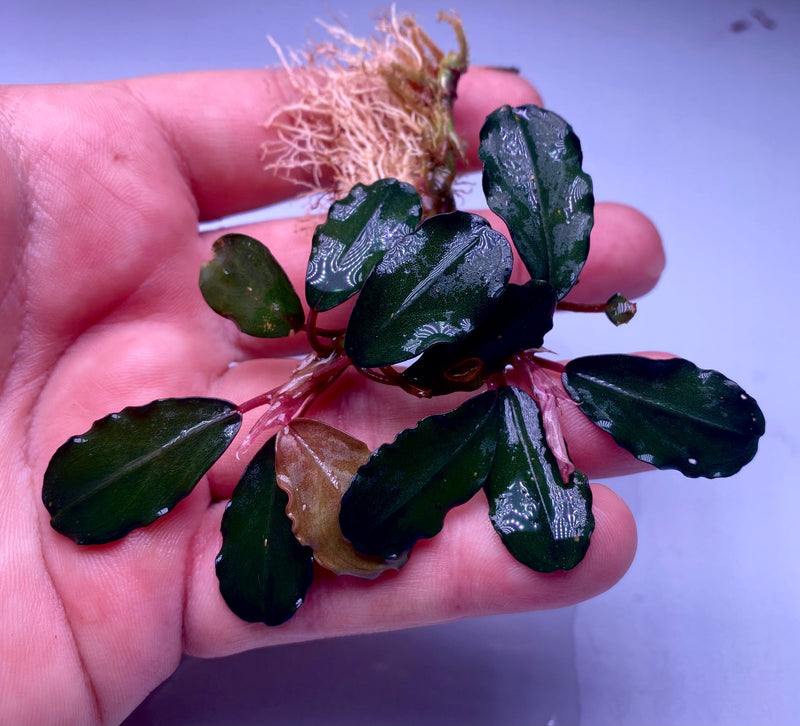 Bucephalandra Black Pink