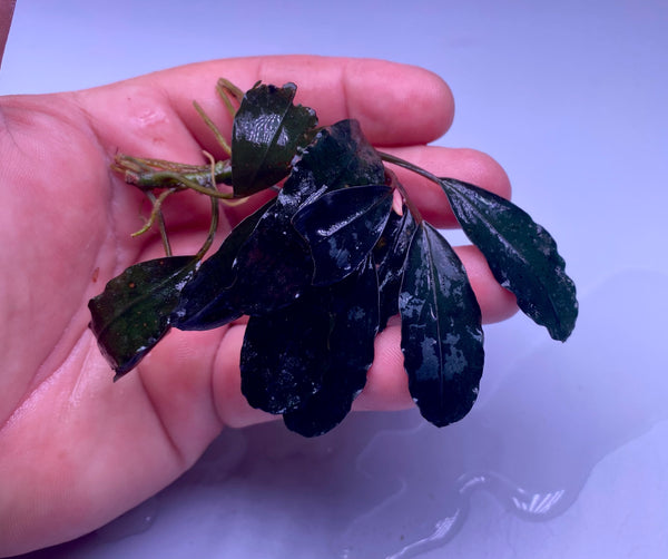 Bucephalandra Dark Moonlight