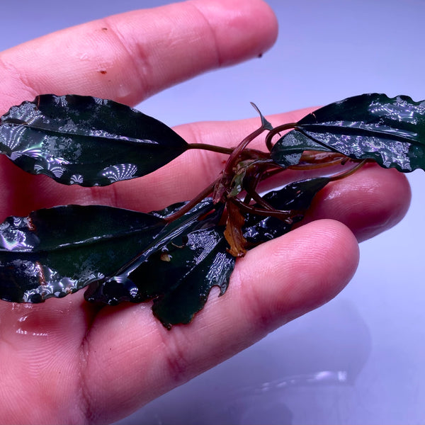 chimera様 BUCEPHALANDRA splendor black chimera様 BUCEPHALANDRA splendor black Bucephalandra Black