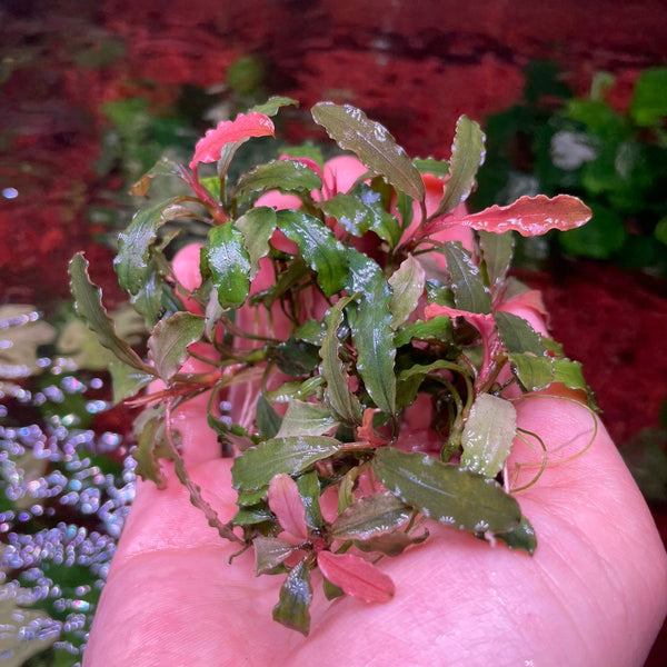 6D6CE3F4-B876-4BBF-BEC1-