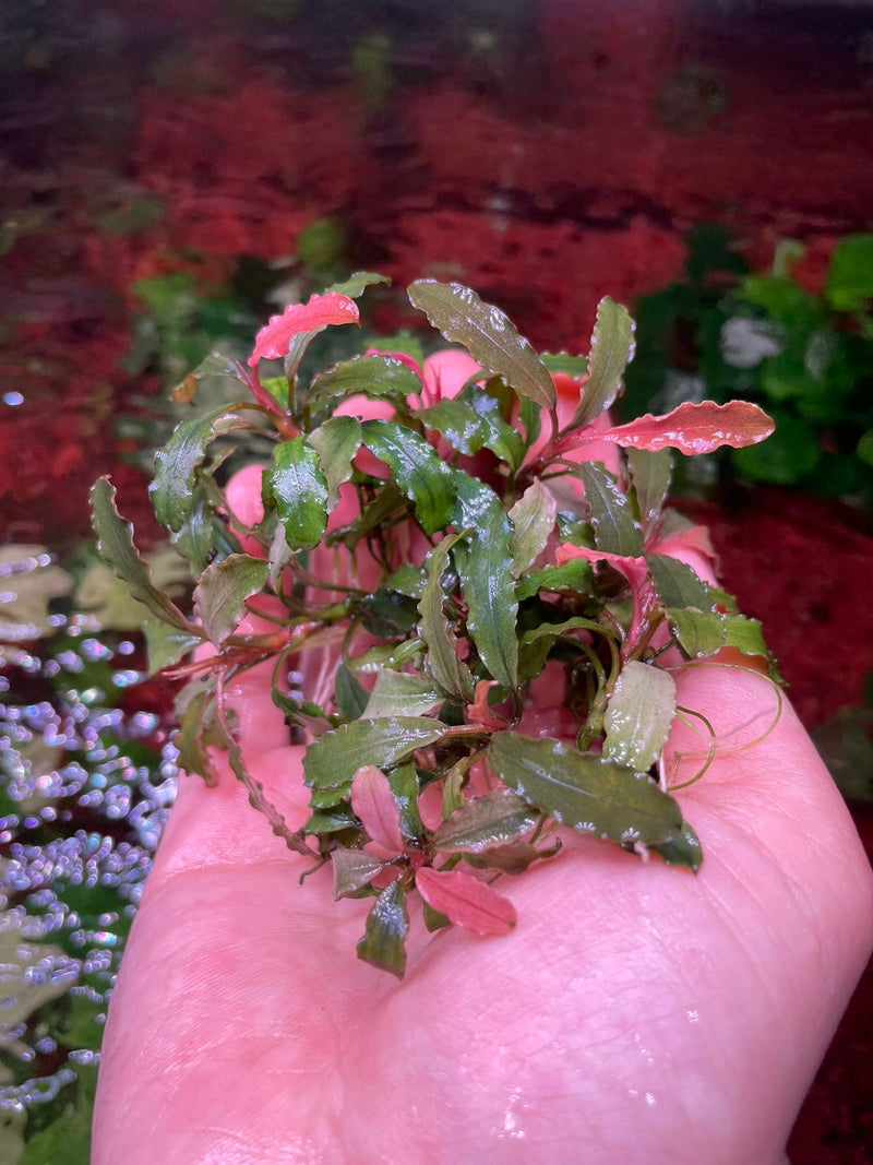 Bucephalandra Pink Martini